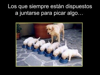 Los que siempre están dispuestos
a juntarse para picar algo…
 