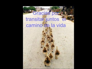 Gracias por
transitar juntos el
camino de la vida
 