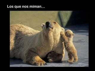Los que nos miman…
 
