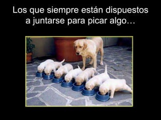 Los que siempre están dispuestos
   a juntarse para picar algo…
 