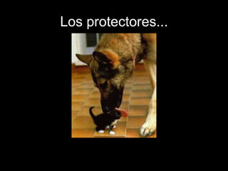 Los protectores...
 