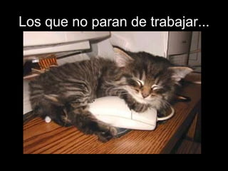 Los que no paran de trabajar...
 