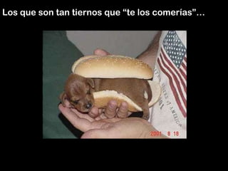 Los que son tan tiernos que “te los comerías”…
 