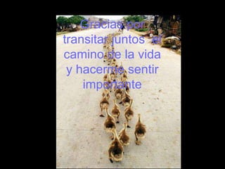 Gracias por
transitar juntos el
camino de la vida
 y hacerme sentir
    importante
 