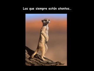 Los que siempre están atentos… 