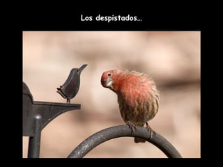 Los despistados… 