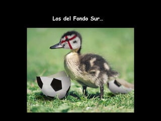Los del Fondo Sur… 