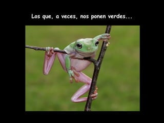 Los que, a veces, nos ponen verdes... 