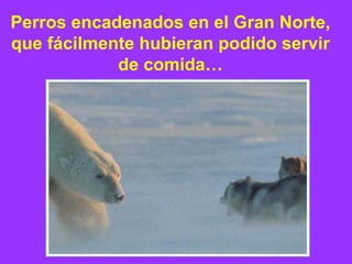 Perros encadenados en el Gran Norte,
que fácilmente hubieran podido servir
            de comida…
 