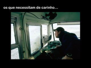 os que necessitam de carinho… 