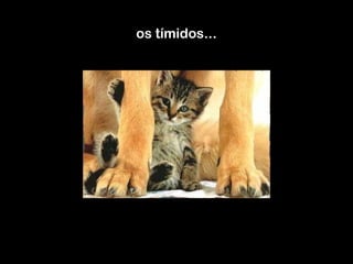 os tímidos... 