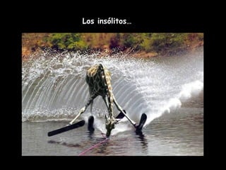 Los insólitos… 
 