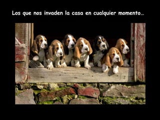 Los que nos invaden la casa en cualquier momento… 
 