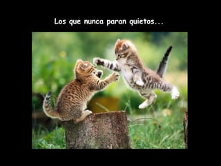 Los que nunca paran quietos... 
 