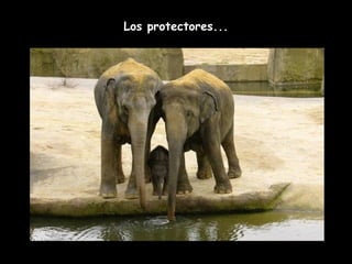 Los protectores... 
 