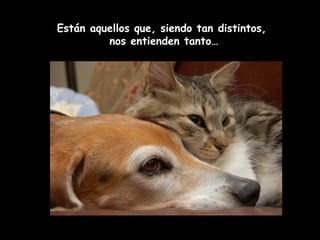 Están aquellos que, siendo tan distintos, 
nos entienden tanto… 
 