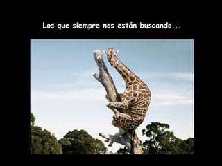 Los que siempre nos están buscando... 
 