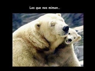 Los que nos miman… 
 