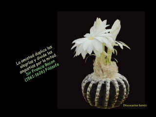 Discocactus horstii La amistad duplica las alegrías y divide las angustias por la mitad. Sir Francis Bacon  (1561-1626) Filósofo  