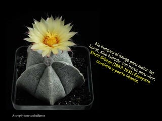 Astrophytum coahuilense No busques al amigo para matar las horas, sino búscale con horas para vivir. Khalil Gibran (1883-1931) Ensayista, novelista y poeta libanés.  