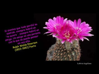 Lobivia tiegeliana Si sientes que todo perdió su sentido, siempre habrá un  ¨te quiero¨, siempre habrá un amigo. Un amigo es una persona con la que se puede pensar en voz alta. Ralph Waldo Emerson (1803-1882) Poeta  
