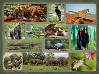 Tropical rain forest