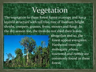 The vegetation in these forest forms a canopy and has a
layered structure with tall tree, tree of medium height,
shrubs, creepers, grasses, ferns, mosses and fungi. In
the dry season too, the trees do not shed their leaves
altogether and so, the
forest appear evergreen.
Hardwood trees like
mahogany ,ebony,
rosewood and rubber are
commonly found in these
forest.
 