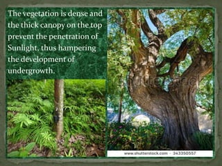 The vegetation is dense and
the thick canopy on the top
prevent the penetration of
Sunlight, thus hampering
the development of
undergrowth.
 