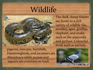 The dark, damp forests
are home to a rich
variety of wildlife like,
monkey, apes, gorillas,
elephant, and snake
such as the anaconda
and python. Colourful
birds such as parrots,
pigeons, toucans, hornbills,
Hummingbirds, and jacamars are
Abundance while pumas and
jaguars are common on land.
 