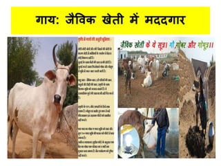 गधय: जैविक खेती िें िददगधर
 