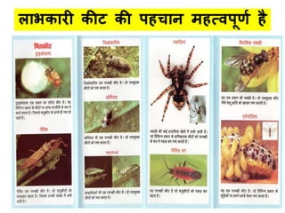 लधभकधरी कीट की पहचधन िहत्िपूणण है
 