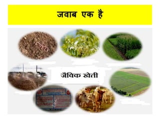 जिधब एक है
 