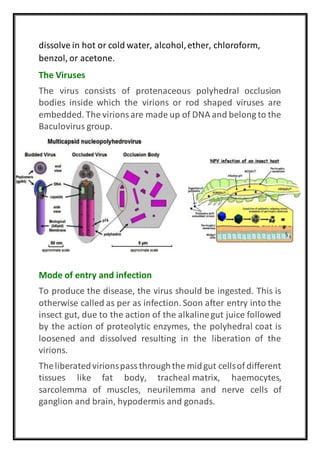 dissolve in hot or cold water, alcohol,ether, chloroform,
benzol, or acetone.
The Viruses
The virus consists of protenaceous polyhedral occlusion
bodies inside which the virions or rod shaped viruses are
embedded. The virionsare made up of DNA and belong to the
Baculovirus group.
Mode of entry and infection
To produce the disease, the virus should be ingested. This is
otherwise called as per as infection. Soon after entry into the
insect gut, due to the action of the alkalinegut juice followed
by the action of proteolytic enzymes, the polyhedral coat is
loosened and dissolved resulting in the liberation of the
virions.
Theliberatedvirionspassthroughthe midgut cellsof different
tissues like fat body, tracheal matrix, haemocytes,
sarcolemma of muscles, neurilemma and nerve cells of
ganglion and brain, hypodermis and gonads.
 