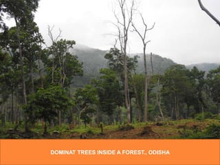 DOMINAT TREES INSIDE A FOREST., ODISHA
 