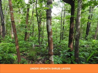 UNDER GROWTH SHRUB LAYERS
 