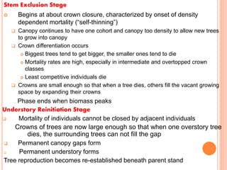 Stem Exclusion Stage
 Begins at about crown closure, characterized by onset of density
dependent mortality (“self-thinning”)
 Canopy continues to have one cohort and canopy too density to allow new trees
to grow into canopy
 Crown differentiation occurs
 Biggest trees tend to get bigger, the smaller ones tend to die
 Mortality rates are high, especially in intermediate and overtopped crown
classes
 Least competitive individuals die
 Crowns are small enough so that when a tree dies, others fill the vacant growing
space by expanding their crowns
Phase ends when biomass peaks
Understory Reinitiation Stage
 Mortality of individuals cannot be closed by adjacent individuals
Crowns of trees are now large enough so that when one overstory tree
dies, the surrounding trees can not fill the gap
 Permanent canopy gaps form
 Permanent understory forms
Tree reproduction becomes re-established beneath parent stand
 