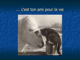 ... c'est ton ami pour la vie 
