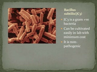  JC3 is a gram +ve
bacteria
 Can be cultivated
easily in lab with
minimum cost
 It is non-
pathogenic
Bacillus
subtilis(JC3)
 