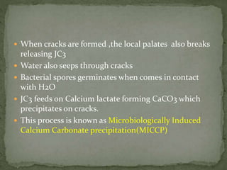  When cracks are formed ,the local palates also breaks
releasing JC3
 Water also seeps through cracks
 Bacterial spores germinates when comes in contact
with H2O
 JC3 feeds on Calcium lactate forming CaCO3 which
precipitates on cracks.
 This process is known as Microbiologically Induced
Calcium Carbonate precipitation(MICCP)
 