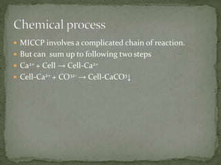  MICCP involves a complicated chain of reaction.
 But can sum up to following two steps
 Ca2+ + Cell → Cell-Ca2+
 Cell-Ca2+ + CO32- → Cell-CaCO3↓
 