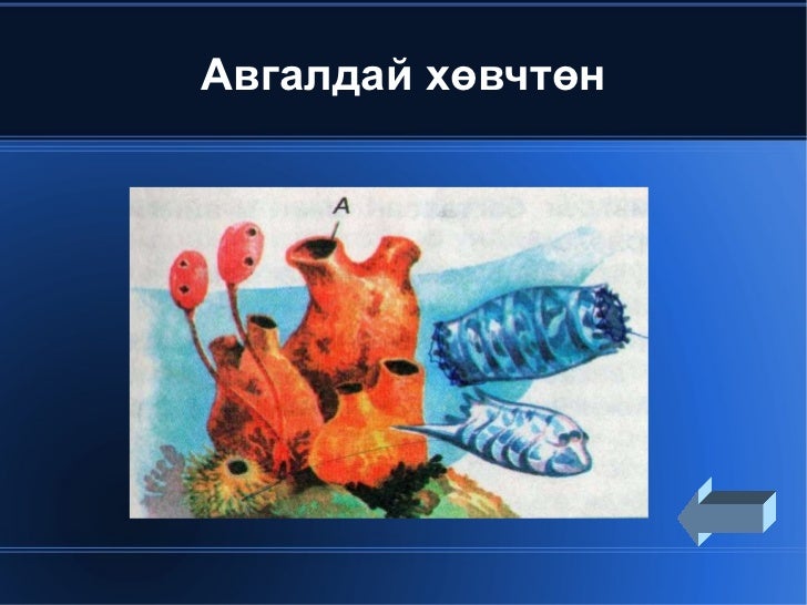 Amitnii angilal12