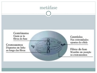 metáfase 