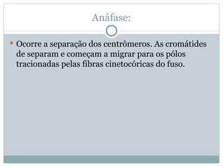 Anáfase: Ocorre a separação dos centrômeros. As cromátides de separam e começam a migrar para os pólos tracionadas pelas fibras cinetocóricas do fuso.  