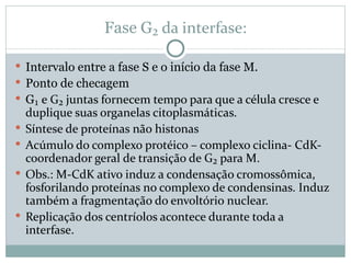 Fase G ₂ da interfase: Intervalo entre a fase S e o início da fase M. Ponto de checagem  G ₁ e G₂ juntas fornecem tempo para que a célula cresce e duplique suas organelas citoplasmáticas. Síntese de proteínas não histonas Acúmulo do complexo protéico – complexo ciclina- CdK- coordenador geral de transição de G₂ para M. Obs.: M-CdK ativo induz a condensação cromossômica, fosforilando proteínas no complexo de condensinas. Induz também a fragmentação do envoltório nuclear. Replicação dos centríolos acontece durante toda a interfase. 
