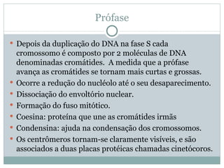 Prófase Depois da duplicação do DNA na fase S cada cromossomo é composto por 2 moléculas de DNA denominadas cromátides.  A medida que a prófase avança as cromátides se tornam mais curtas e grossas. Ocorre a redução do nucléolo até o seu desaparecimento. Dissociação do envoltório nuclear. Formação do fuso mitótico. Coesina: proteína que une as cromátides irmãs Condensina: ajuda na condensação dos cromossomos. Os centrômeros tornam-se claramente visíveis, e são associados a duas placas protéicas chamadas cinetócoros. 