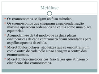 Metáfase Os cromossomos se ligam ao fuso mitótico. Os cromossomos que chegaram a sua condensação máxima aparecem ordenados na célula como uma placa equatorial. Acomodam-se de tal modo que as duas placas cinetocóricas de cada centrômero ficam orientadas para os pólos opostos da célula. Microtúbulos polares: são feixes que se encontram um com o outro de cada pólo e não atingem o centro dos cromossomos. Microtúbulos cinetocóricos: São feixes que atingem o cinetócoro dos cromossomos. 