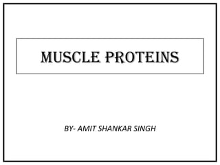 MUSCLE PROTEINS
BY- AMIT SHANKAR SINGH
 