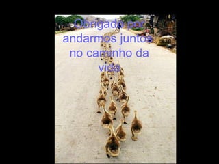 Obrigado por andarmos juntos  no caminho da vida 