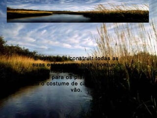 E aprende a construir todas as
suas estradas no hoje, porque o
terreno do amanhã é incerto
demais para os planos, e o futuro
tem o costume de cair em meio ao
vão.
 