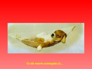 Ou até mesmo sossegada (o)...   